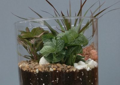 Terrarium 1